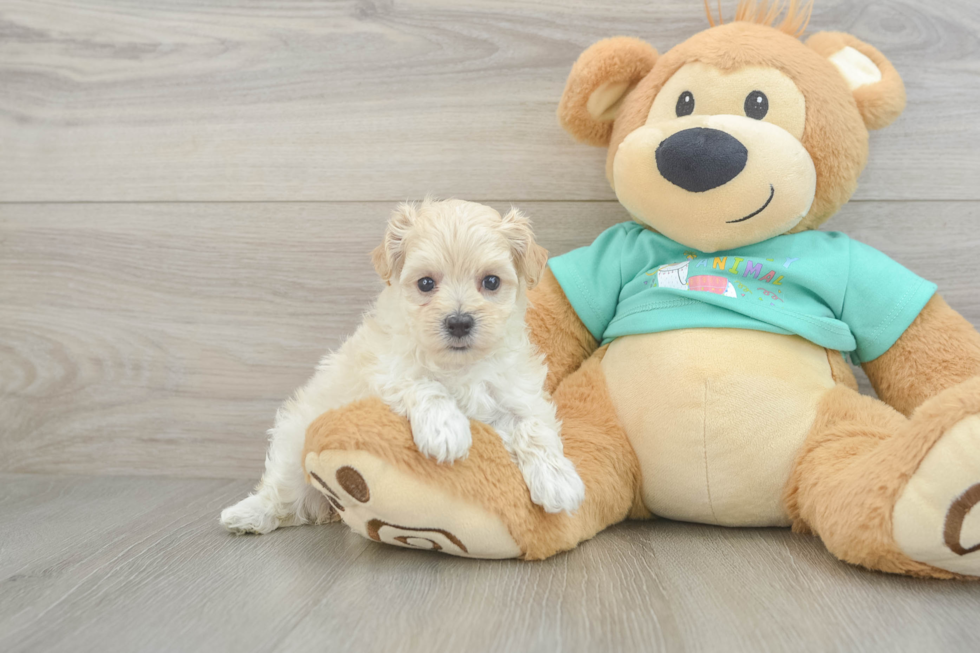 Fluffy Maltipoo Poodle Mix Pup