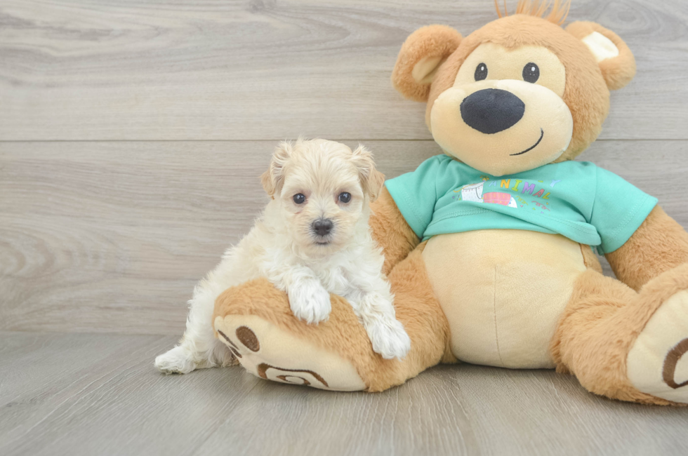 6 week old Maltipoo Puppy For Sale - Premier Pups