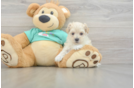 Smart Maltipoo Poodle Mix Pup