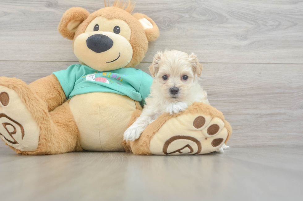 Smart Maltipoo Poodle Mix Pup
