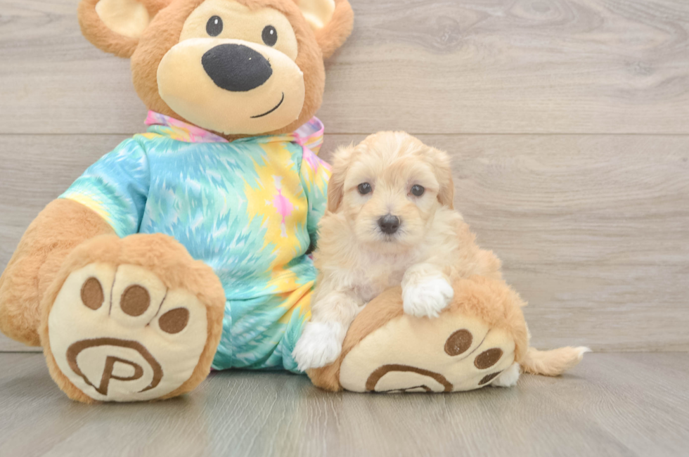 5 week old Maltipoo Puppy For Sale - Premier Pups