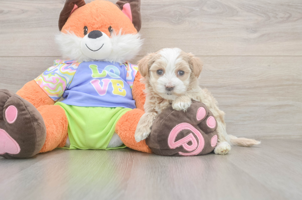 5 week old Maltipoo Puppy For Sale - Premier Pups