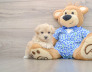 8 week old Maltipoo Puppy For Sale - Premier Pups