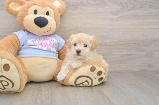 Happy Maltipoo Baby
