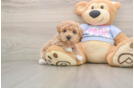 Maltipoo Puppy for Adoption