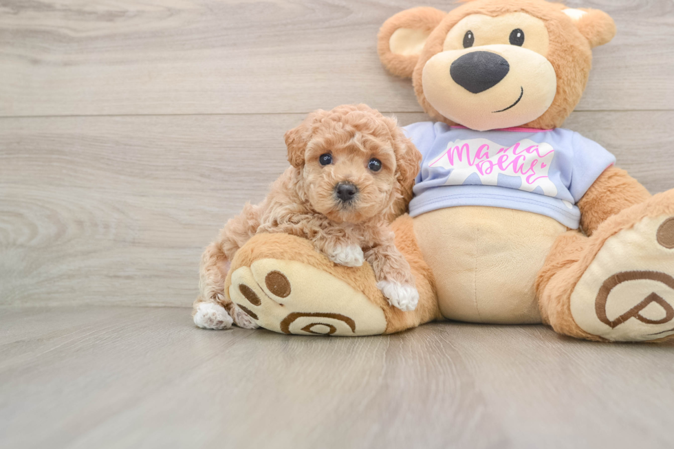 Maltipoo Puppy for Adoption