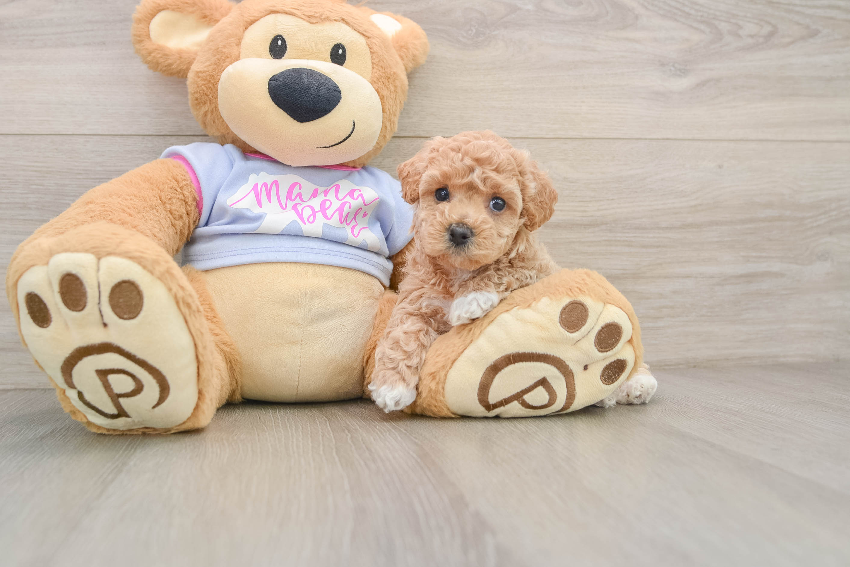 Best Maltipoo Baby