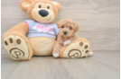 Best Maltipoo Baby