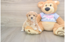Best Maltipoo Baby