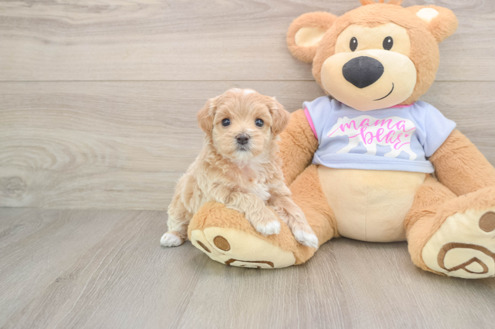 Best Maltipoo Baby