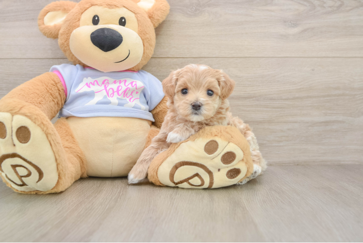 Maltipoo Pup Being Cute