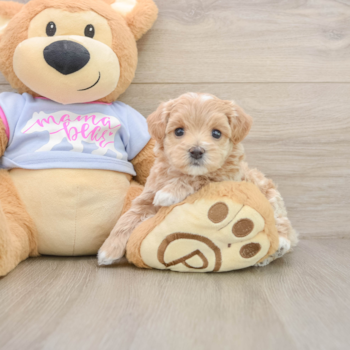 Maltipoo Pup Being Cute