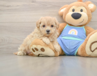 8 week old Maltipoo Puppy For Sale - Premier Pups