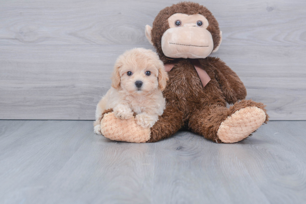 Maltipoo Pup Being Cute