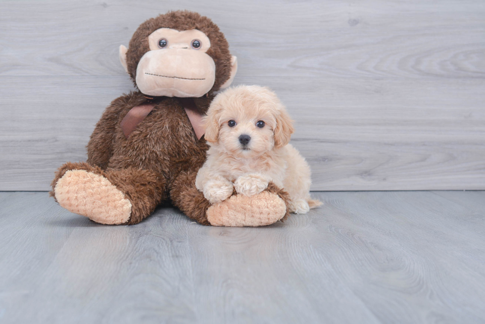 Popular Maltipoo Poodle Mix Pup