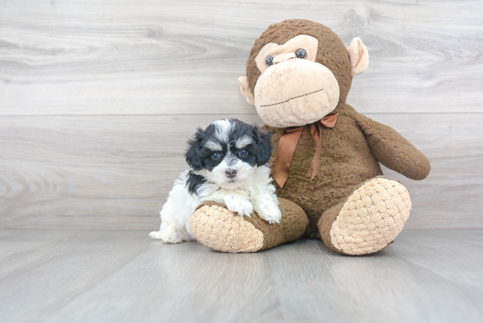 Maltipoo Pup Being Cute