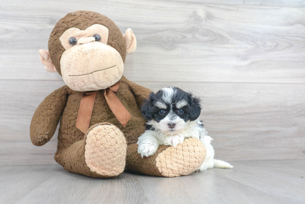 Little Maltepoo Poodle Mix Puppy