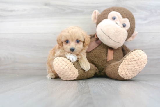 Playful Maltepoo Poodle Mix Puppy