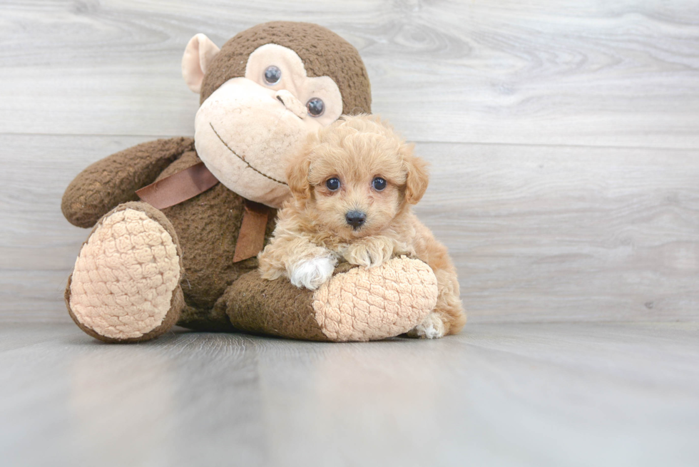 Fluffy Maltipoo Poodle Mix Pup