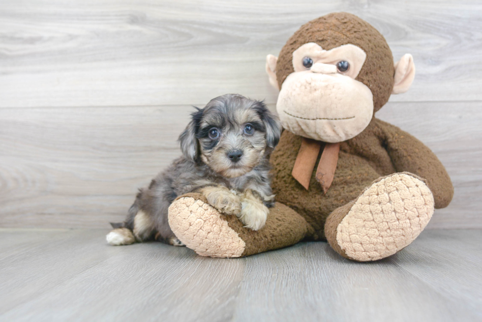 Small Maltipoo Baby