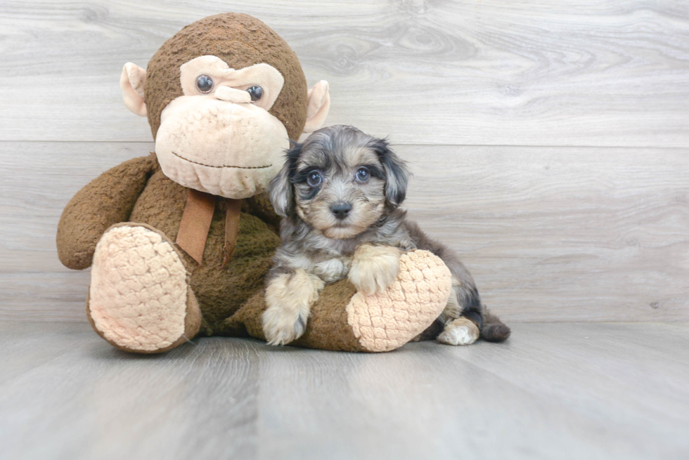 Little Maltepoo Poodle Mix Puppy