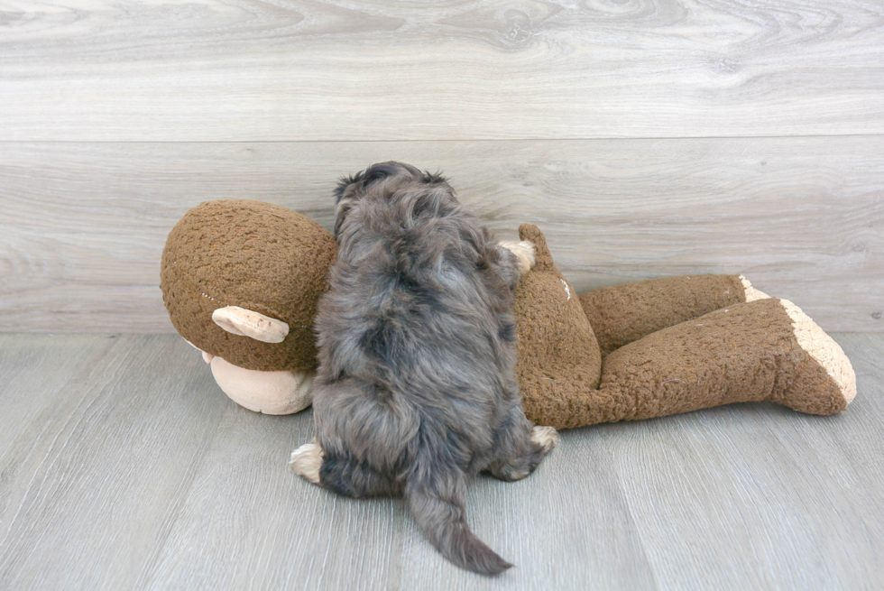 Maltipoo Pup Being Cute