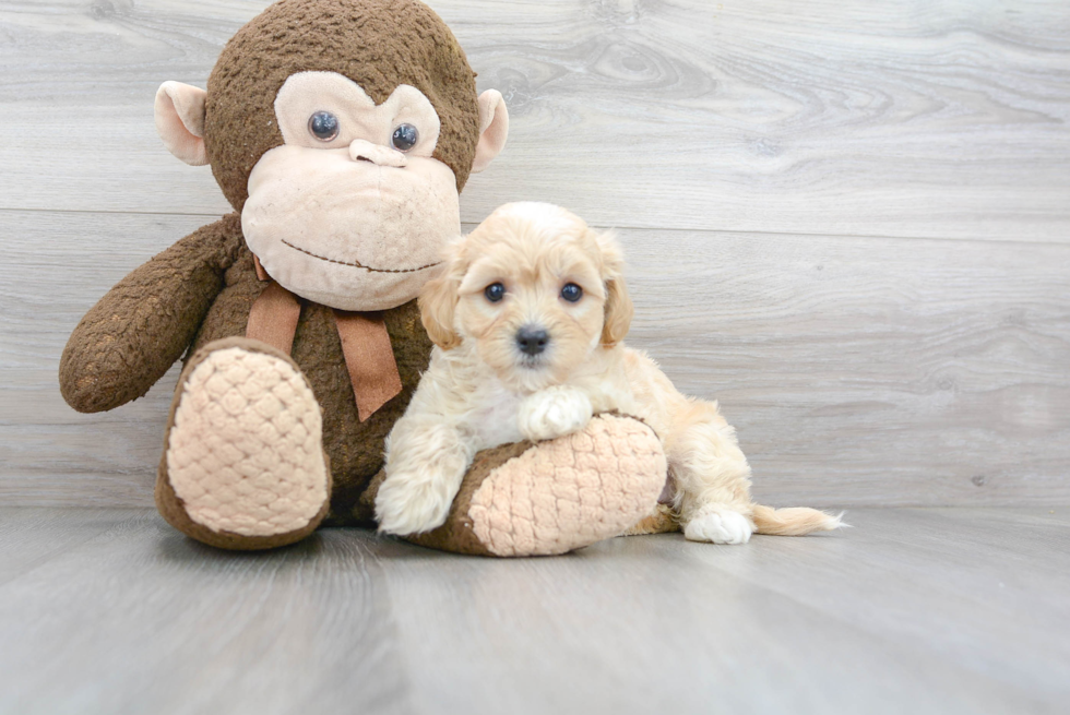 Maltipoo Puppy for Adoption