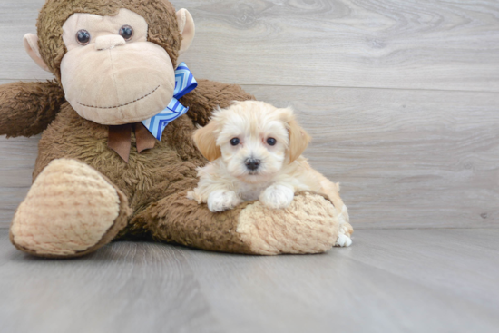 Energetic Maltese Poodle Poodle Mix Puppy