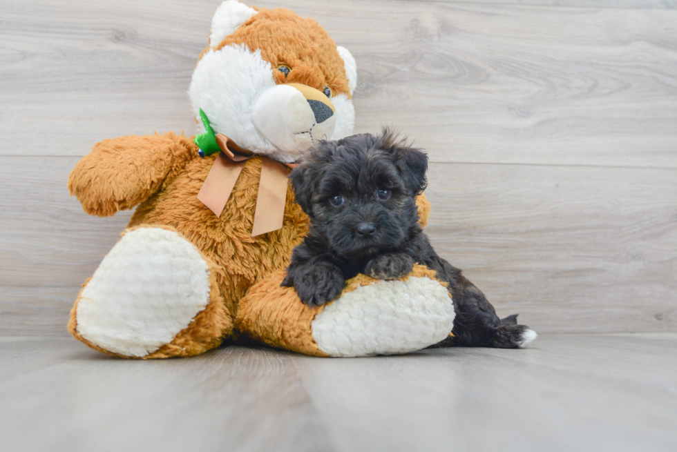 Happy Maltipoo Baby