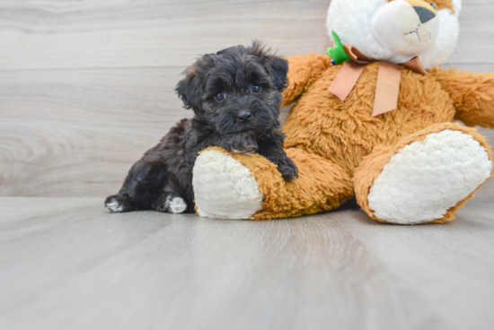 Funny Maltipoo Poodle Mix Pup