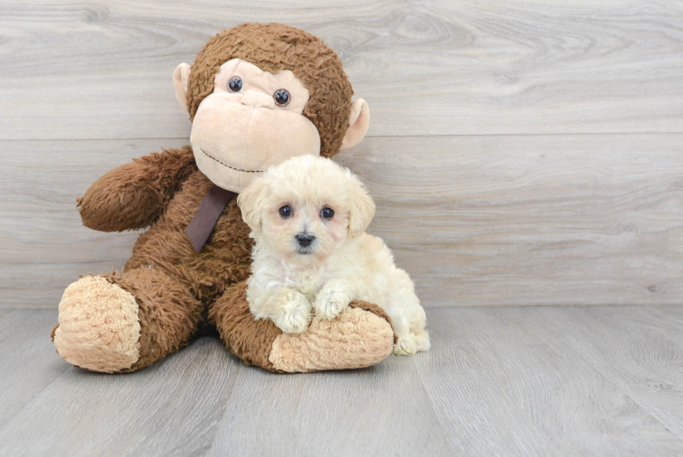 Little Maltepoo Poodle Mix Puppy