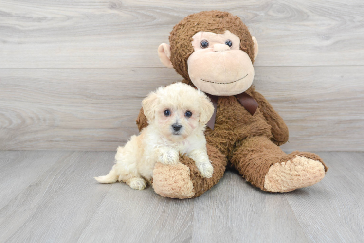 Little Maltepoo Poodle Mix Puppy