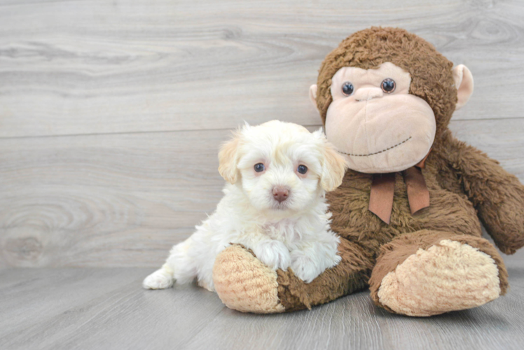 Maltipoo Pup Being Cute