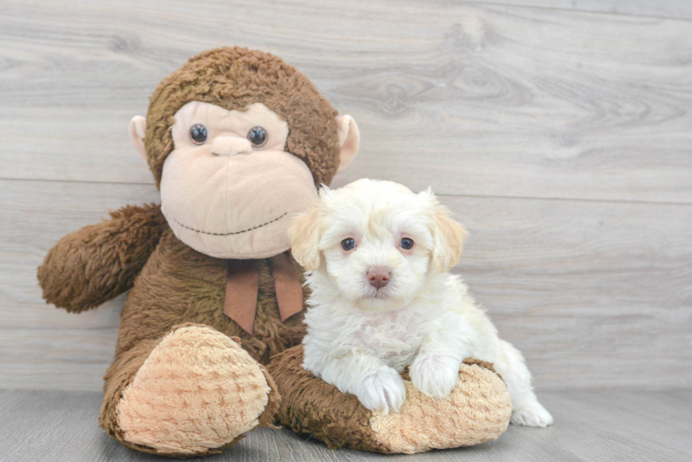 Smart Maltipoo Poodle Mix Pup