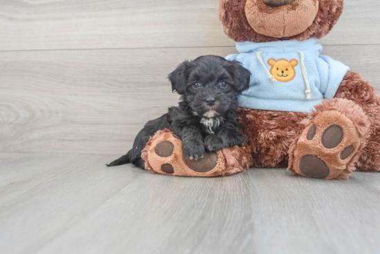 Maltipoo Puppy for Adoption