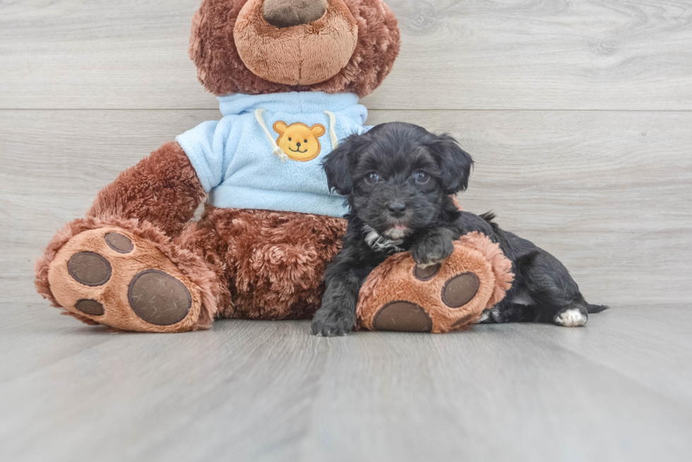 Small Maltipoo Baby