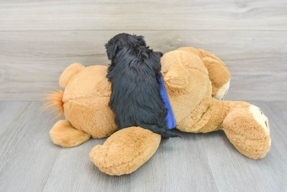 Maltipoo Pup Being Cute