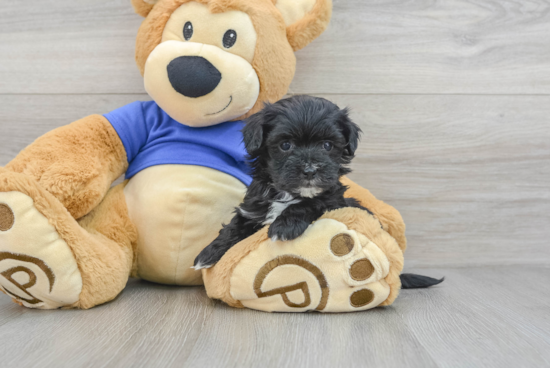 Maltipoo Pup Being Cute