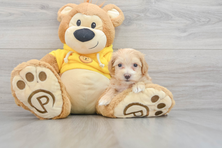 Little Maltepoo Poodle Mix Puppy