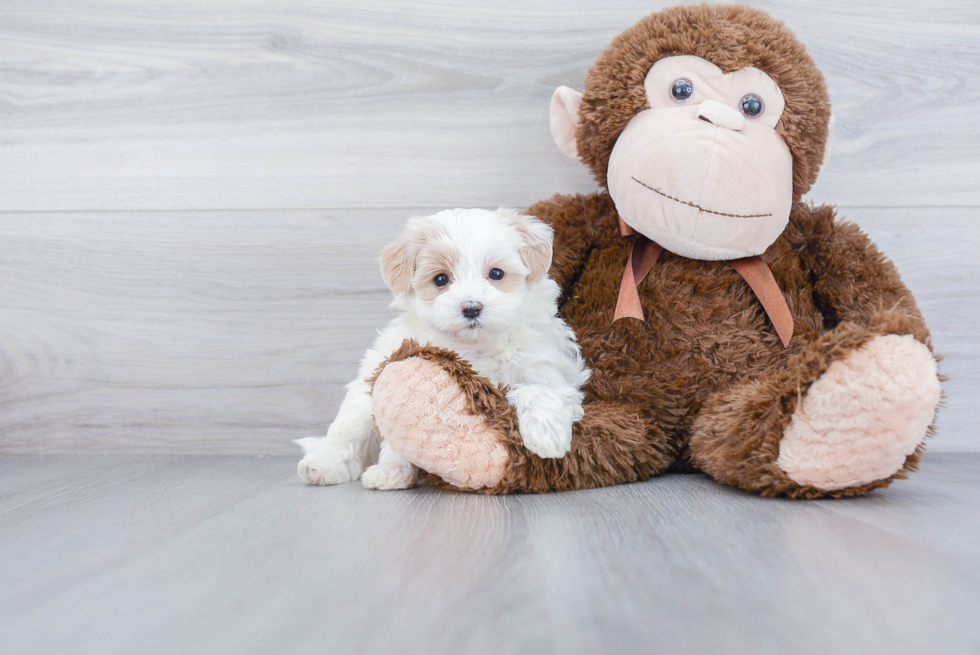 Small Maltipoo Baby