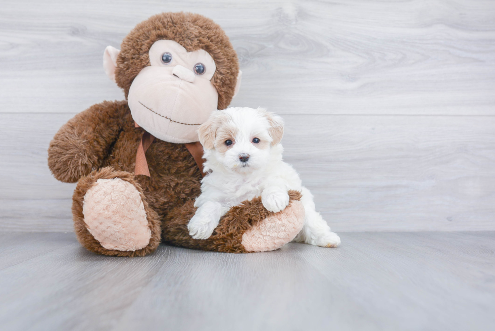 Energetic Maltepoo Poodle Mix Puppy