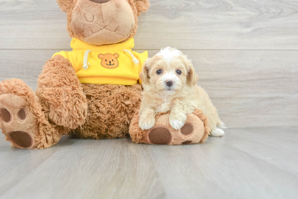 Maltipoo Pup Being Cute