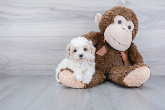 Funny Maltipoo Poodle Mix Pup