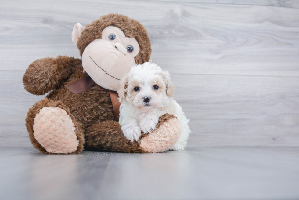 Best Maltipoo Baby