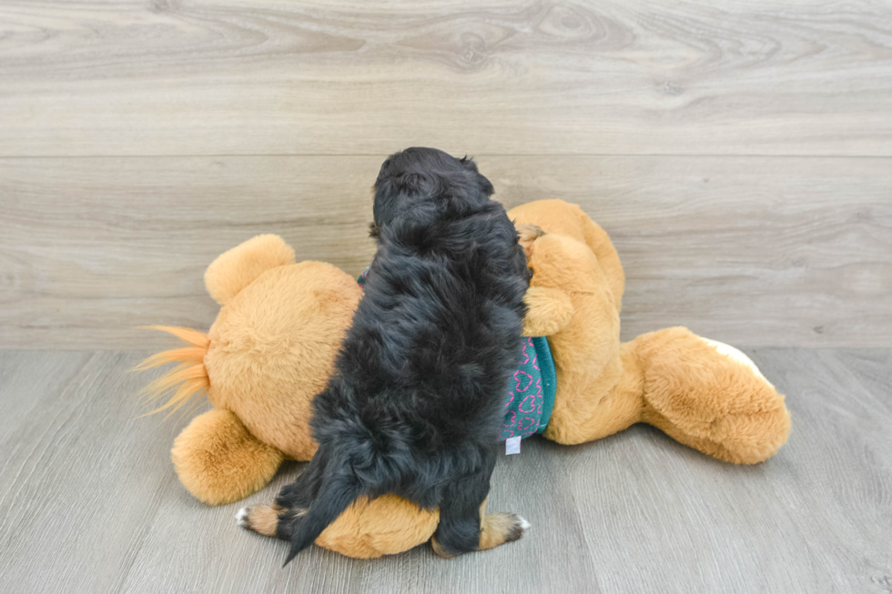 Petite Maltipoo Poodle Mix Pup