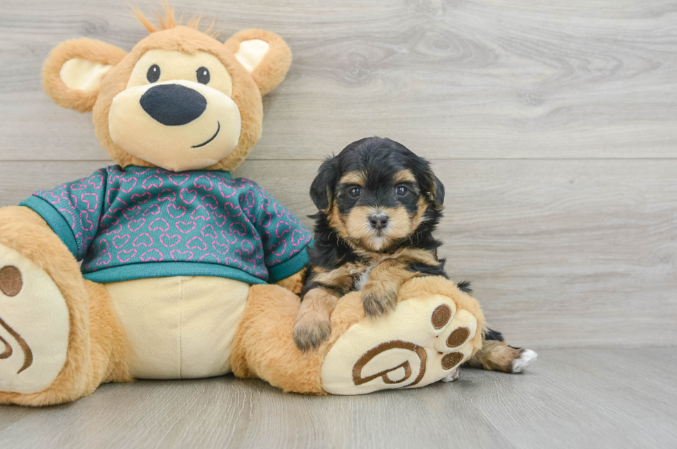 5 week old Maltipoo Puppy For Sale - Premier Pups