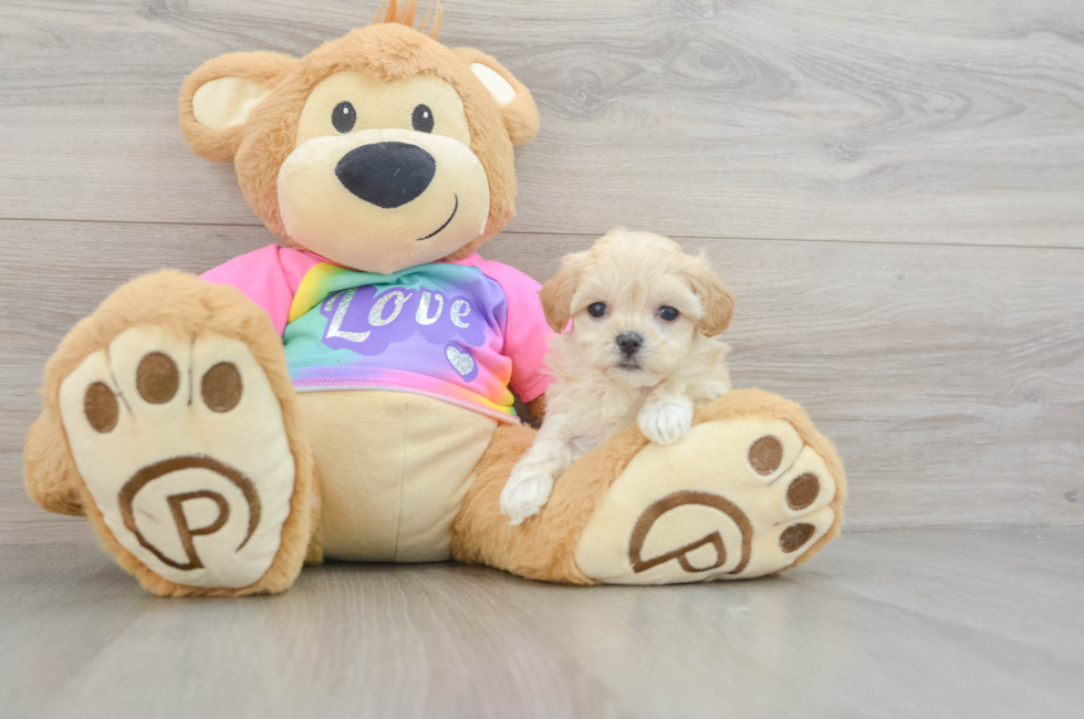 6 week old Maltipoo Puppy For Sale - Premier Pups