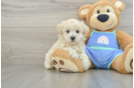 Small Maltipoo Baby