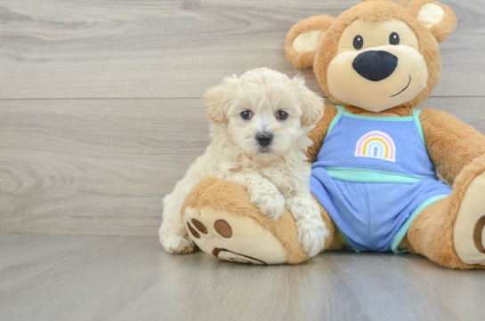 Small Maltipoo Baby