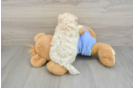 Maltipoo Pup Being Cute